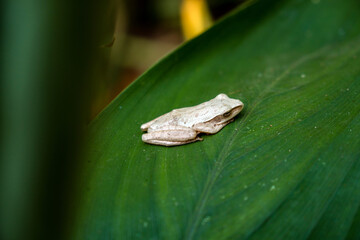 This unique and contrasting white tree frog is sitting quietly on a wide green leaf in the middle of the forest, close up and bokeh photographed
