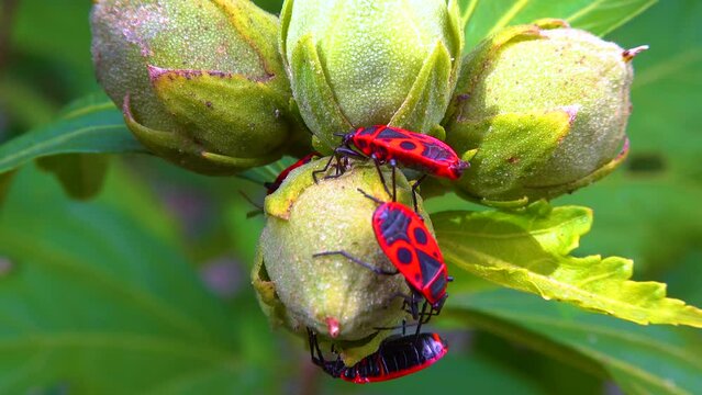 The firebug (Pyrrhocoris apterus), insects suck juices from mallow fruit