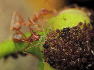  close-up of weaver ants farming the aphids colony 