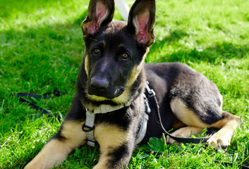 Picture of a young german shepherd dog in the grass