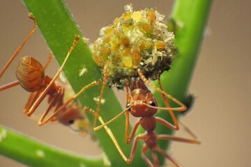  close-up of weaver ants farming the aphids colony 