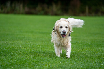 golden retriever running in the park