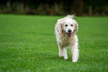golden retriever running in the park