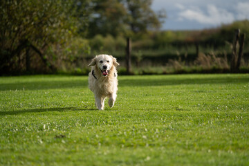 golden retriever running in the park