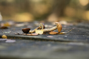Small edible forest mushrooms are on the table.