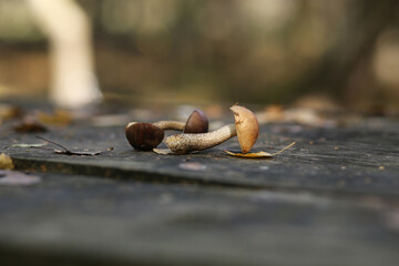 A small edible mushroom that grew under a birch.