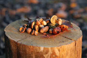 Small boletus mushrooms with edible acorns in sunlight.