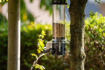 bird on a feeder