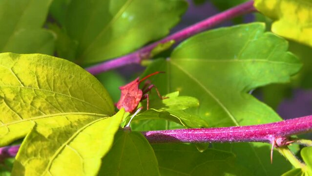 Herbivorous bug on mallow in the garden, garden pest