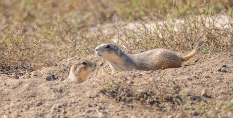 Prairie Dogs in Colorado