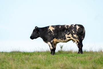 black and white cow