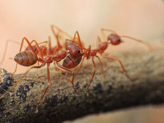 close-up of weaver ants fighting