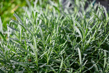 CAMPO DI LAVANDA