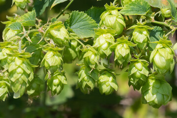 Fototapeta premium Close up of common hop (humulus lupulus) flowers