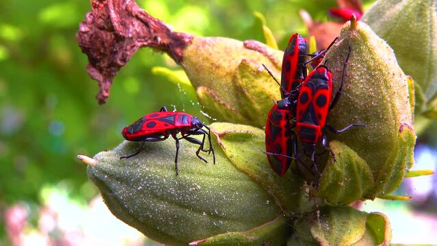 The firebug (Pyrrhocoris apterus), insects suck juices from mallow fruit
