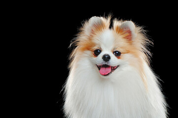 Fototapeta premium Head portrait of a pomeranian dog agains tblack background