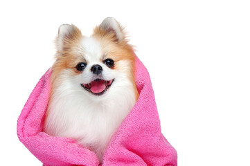 Head portrait of spitz in pink towel isolated on white