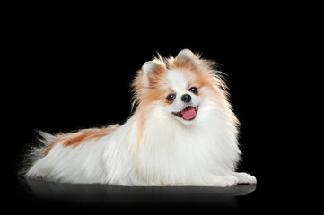 Pretty pomeranian laying on the solid black background