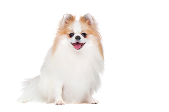 Full length picture of long haired spitz isolated on white