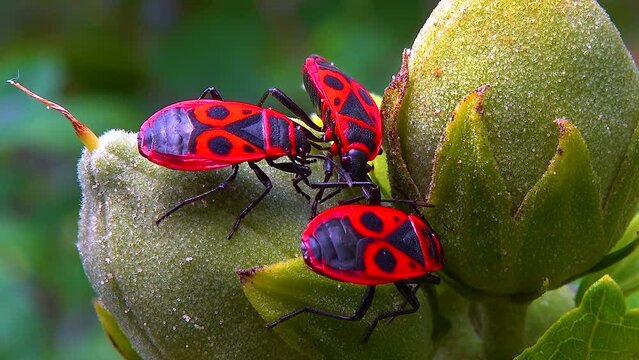 The firebug (Pyrrhocoris apterus), insects suck juices from mallow fruit