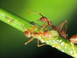 close-up of weaver ants farming the aphids colony