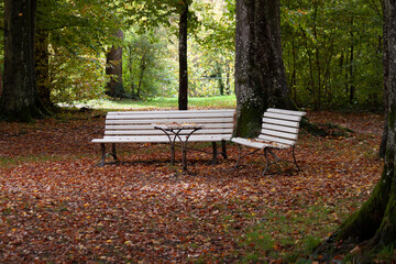 Benches in the autumn park. Mid-October