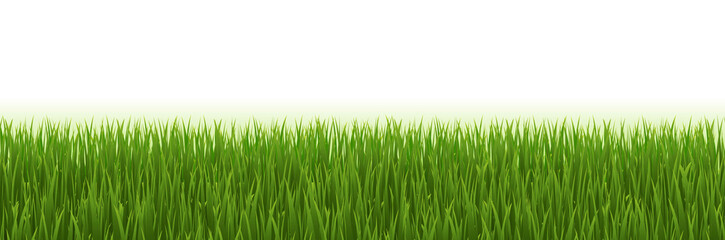 Fototapeta premium Green Grass Frame With White Background