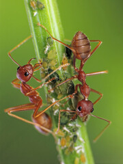 close-up of weaver ants farming the aphids colony