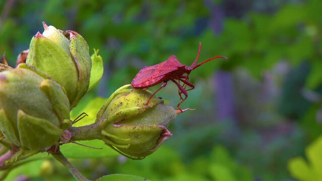 Herbivorous bug on mallow in the garden, garden pest