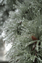 Naklejka na ściany i meble pine branches with icy needles and cones. beautiful pine tree in winter. sleet.