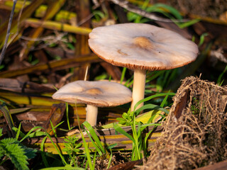 Toadstools in the Autumn.