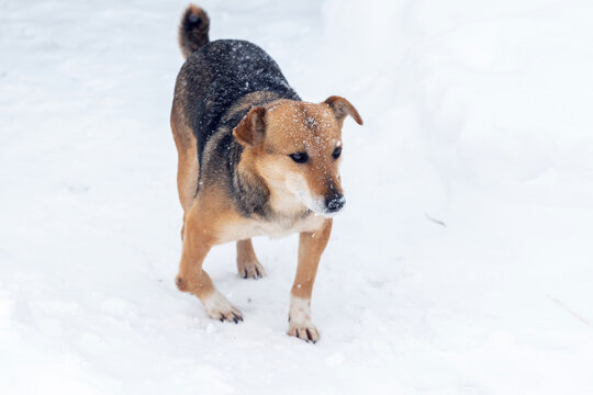 A Small Brown Dog With A Damaged, Broken Leg On The Snow In Winter