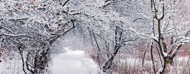 Winter forest with snow-covered trees and road between trees after snowfall