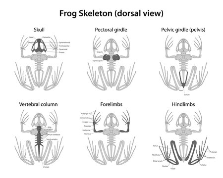 Frog Skeleton (dorsal view). On white background. 