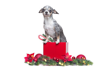 Chihuahua dog in the Christmas present box isolated on white background