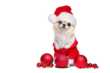 Pretty long haired chihuahua wearing Santa outfit against white background