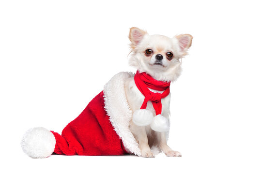 Side view picture of a long haired chihuahua dog sitting in the Santa hat