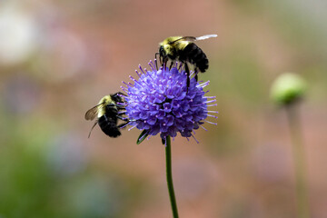 Two bees on a flower