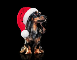 Dachshund wearing santa hat in a black studio looking to the side