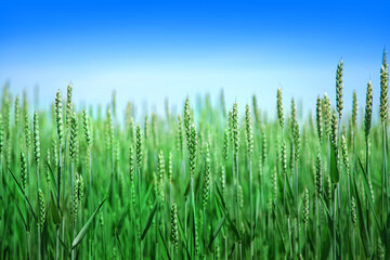 Green wheat field in spring or summer, good weather, beautiful landscape. High quality photo
