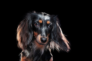 Long haired dachshund dog looking to the side at the black background