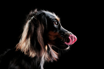 Low key head portrait of a hungry long haired dachshund locking his nose