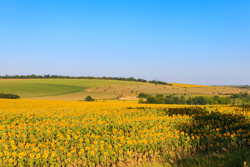Summer landscape with sunflower fields, hills and blue sky