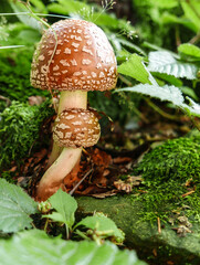 Muchomorek mały i duży 2