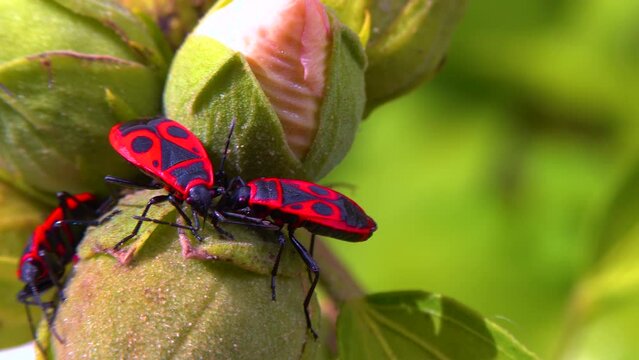 The firebug (Pyrrhocoris apterus), insects suck juices from mallow fruit