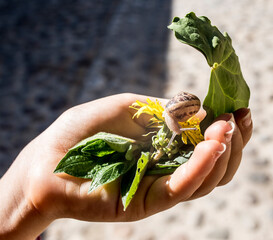 Big snail eating green leaves in hand