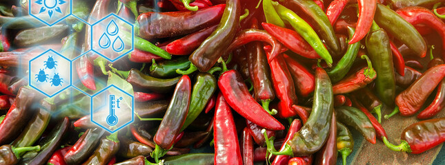 Harvest of red hot pepper lies on a pile. High technologies and innovations in agro-industry. Study quality of soil and crop. Selective focus