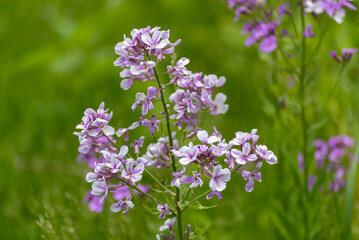 Dame's Rocket Growing Along The Trail In June