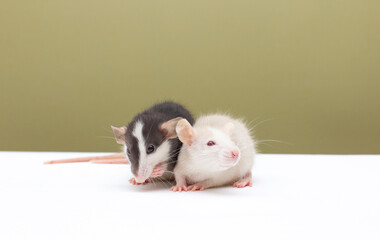 two black and white dumbo rat play on background love rats lovely pet mouse