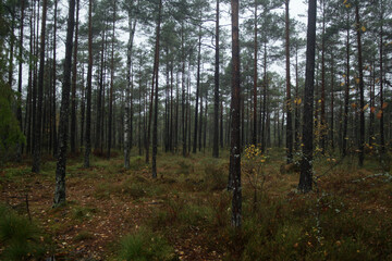 forest in autumn